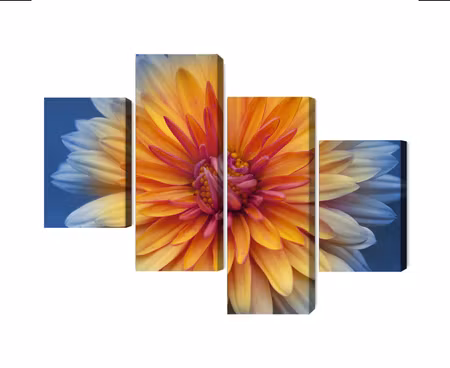 Canvastavla - Multipart Chrysanthemum Flower