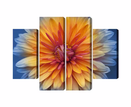 Canvastavla - Multipart Chrysanthemum Flower