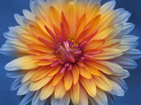 Canvastavla - Multipart Chrysanthemum Flower
