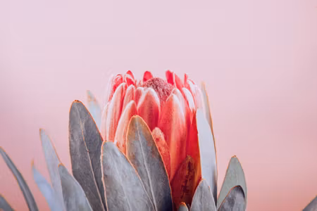 Canvastavla - Multipart Flower of the Royal
