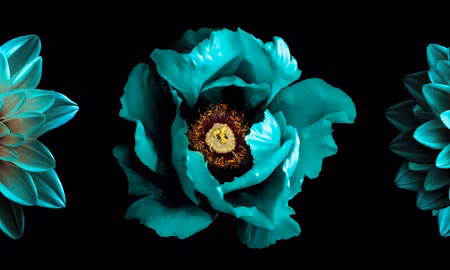 Canvastavla - Multipart Turquoise Flowers on a