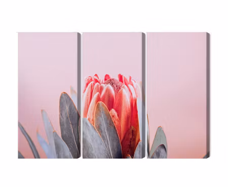 Canvastavla - Multipart Flower of the Royal Prot