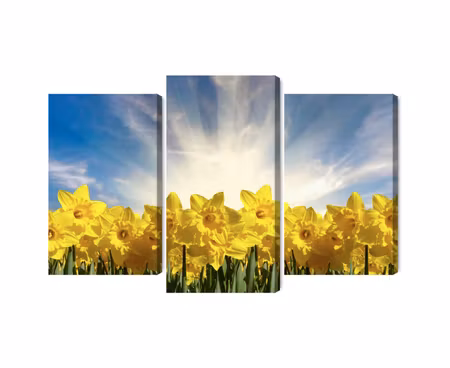 Canvastavla - Multipart D Daffodils Field