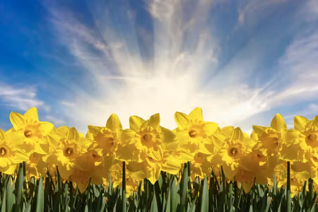 Canvastavla - Multipart D Daffodils Field