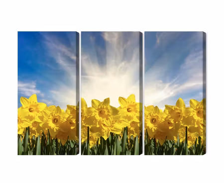 Canvastavla - Multipart D Daffodils Field