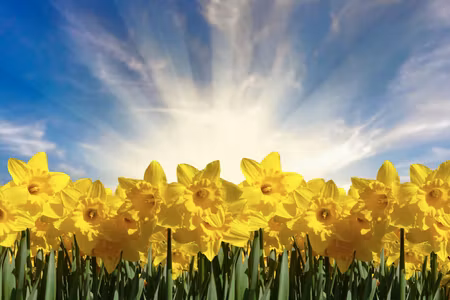 Canvastavla - Multipart D Daffodils Field