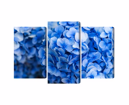 Canvastavla - Multipart Blue Hydrangea Flowers