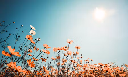 Canvastavla - Multipart Field Flowers in the Sun