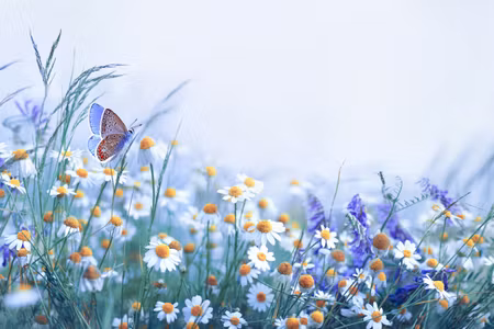 Canvastavla - Multipart Butterfly and Wildflowers