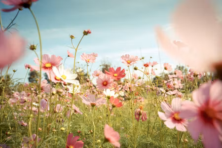 Canvastavla - Multipart Cosmos Flowers in the