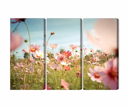 Canvastavla - Multipart Cosmos Flowers in the