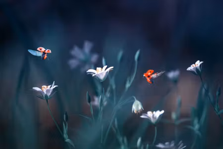 Canvastavla - Multipart Ladybugs and Wildflowers