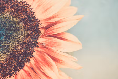 Canvastavla - Multipart Blooming Sunflower on a
