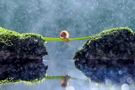 Canvastavla - Multipart Snail in the Rain