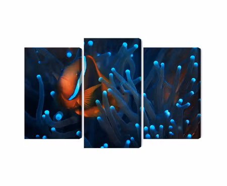 Canvastavla - Multipart Clownfish in a D Anemone