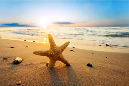 Canvastavla - Multipart Starfish on the Beach D