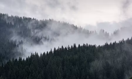 Canvastavla - Multipart Misty D Forest Landscape