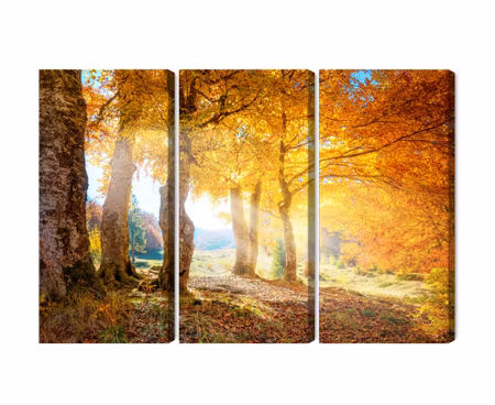 Canvastavla - Multipart Sunny Autumn Forest