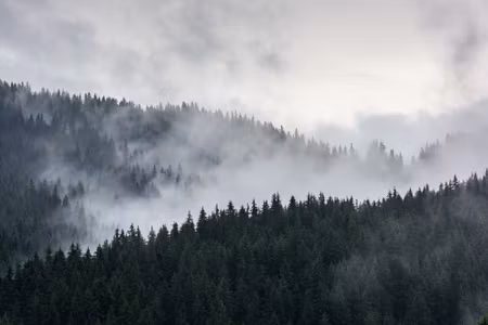 Canvastavla - Multipart Misty D Forest Landscape