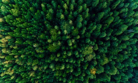 Canvastavla - Multipart Aerial View of the Green
