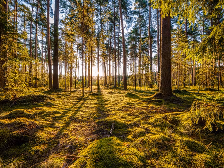 Canvastavla - Multipart D Sunny Forest Landscape