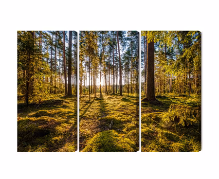 Canvastavla - Multipart D Sunny Forest Landscape