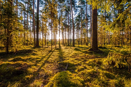 Canvastavla - Multipart D Sunny Forest Landscape