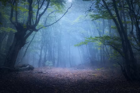 Canvastavla - Multipart Hazy D Forest Landscape