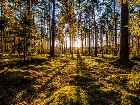 Canvastavla - Multipart Morning Sun Rays in the