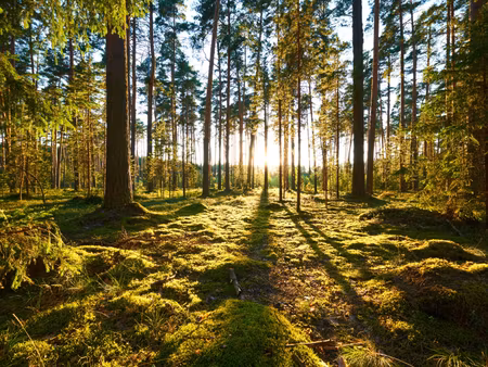 Canvastavla - Multipart Forest Landscape with