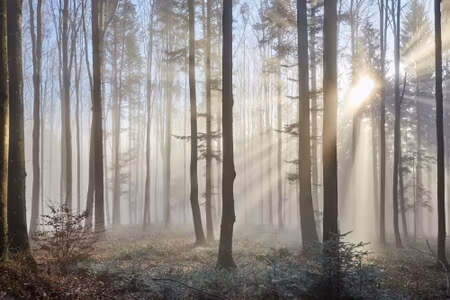 Canvastavla - Multipart Sunrise in the Woods