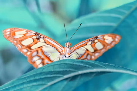 Canvastavla - Multipart a Butterfly on a Leaf on
