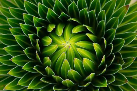 Canvastavla - Multipart Green Plant on a Macro