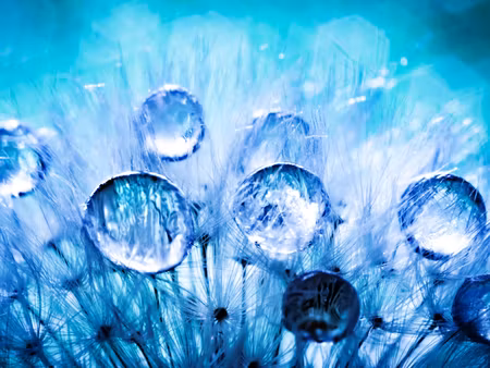 Canvastavla - Multipart Dew Drops on Dandelion