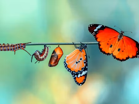 Canvastavla - Multipart Colorful Caterpillars and