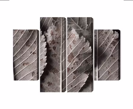 Canvastavla - Multipart Gray Leaves on a Macro