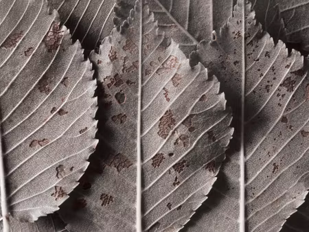 Canvastavla - Multipart Gray Leaves on a Macro