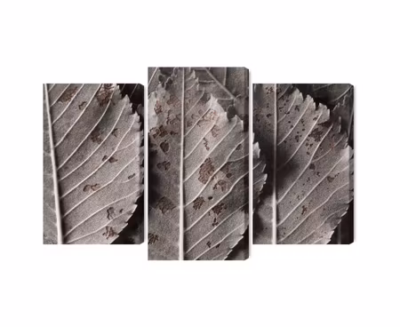 Canvastavla - Multipart Gray Leaves on a Macro