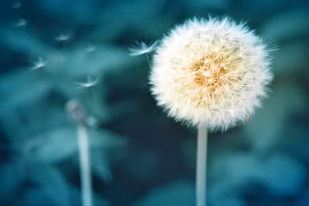 Canvastavla - Multipart Dandelion Flower Close Up