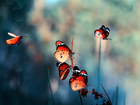 Canvastavla - Multipart Colorful Butterflies on a