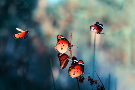 Canvastavla - Multipart Colorful Butterflies on a