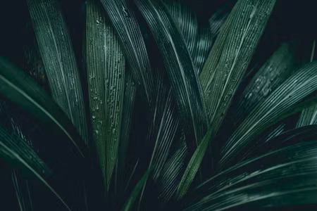Canvastavla - Multipart Dark Green Leaves on a