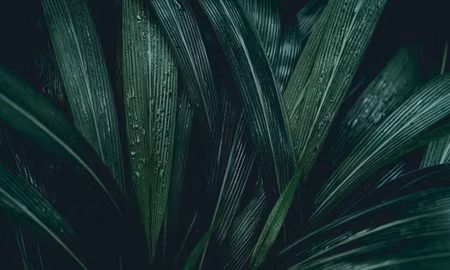 Canvastavla - Multipart Dark Green Leaves on a