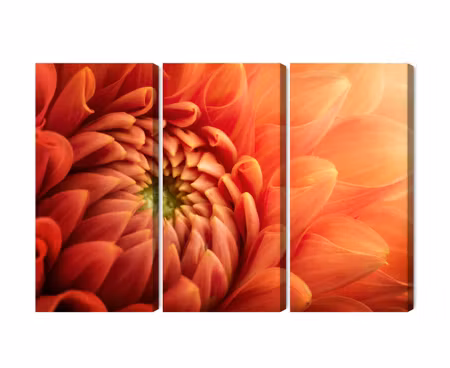 Canvastavla - Multipart Orange Chrysanthemum on a