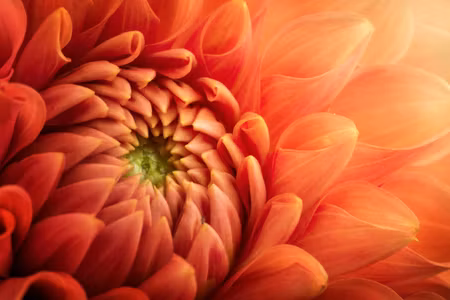 Canvastavla - Multipart Orange Chrysanthemum on a