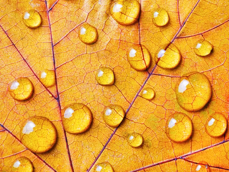 Canvastavla - Multipart Water Drops on an Autumn