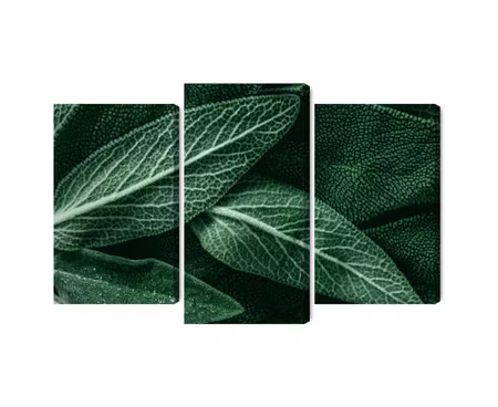 Canvastavla - Multipart Salvia Leaves on a Macro