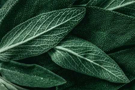 Canvastavla - Multipart Salvia Leaves on a Macro
