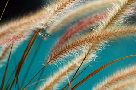 Canvastavla - Multipart Plants on a Macro Scale