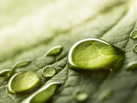 Canvastavla - Multipart Water Drops on a Leaf on